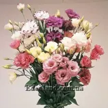 Изображение Эустома крупноцветковая - Eustoma grandiflorum