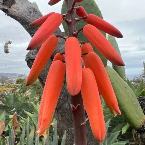 Изображение Кумара складчатая  - Kumara plicatilis