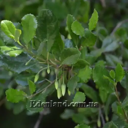 Изображение Кринодендрон Патагуа - Crinodendron patagua