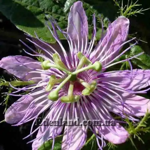Изображение Пассифлора вонючая (гибискусолистная) - Passiflora foetida v.hibiscifolia