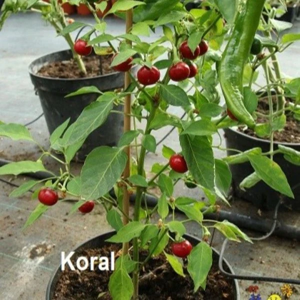Зображення Перець гострий Корал - Capsicum annuum Koral  