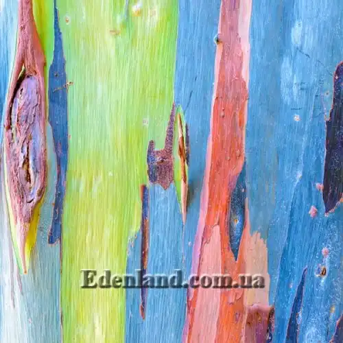 Изображение Эвкалипт радужный - Eucalyptus deglupta