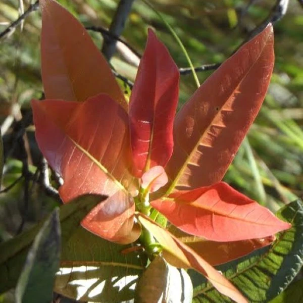 Зображення Фікус величезний - Ficus ingens 