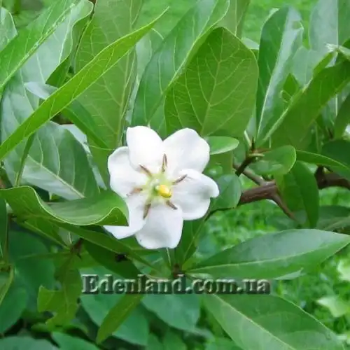 Зображення Тамілнадія болотна - Tamilnadia uliginosa