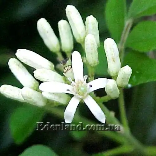 Изображение Муррайя Кёнига - Murraya koenigii