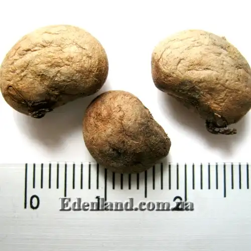 Изображение семена