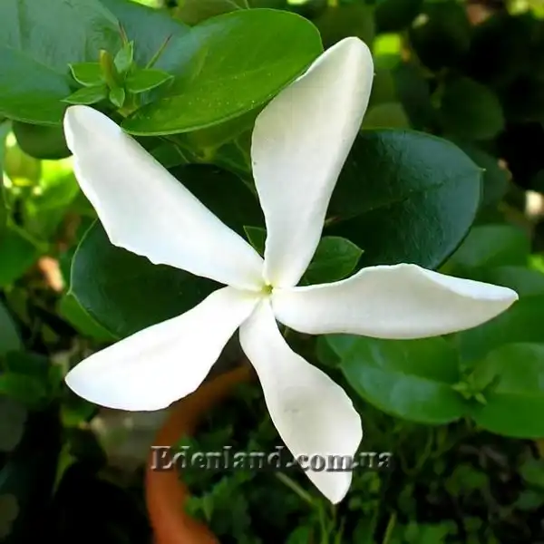 Изображение цветок