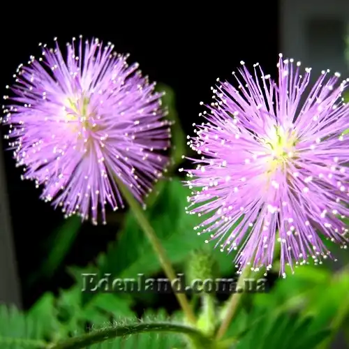 Изображение цветы