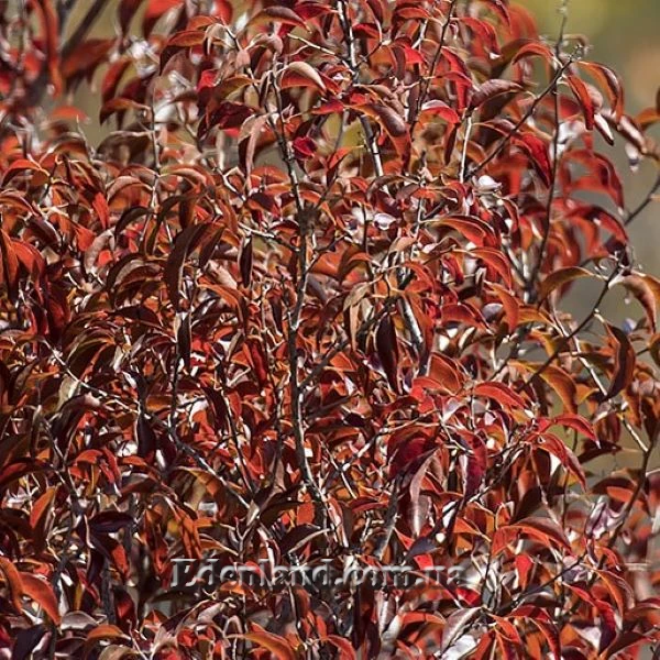 Зображення дерево восени