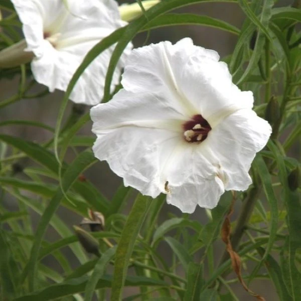 Изображение Ипомея хилопсисовидная  - Ipomoea chilopsidis