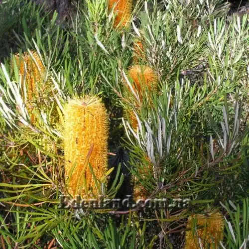 Изображение Банксия колючая - Banksia spinulosa