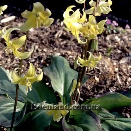 Зображення Еритроніум загорнутий Пагода - Erythronium revolutum Pagoda