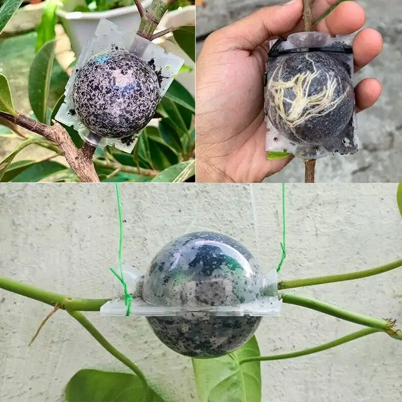 Изображение Контейнер для укоренения растений 