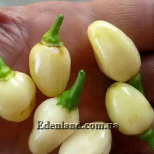 Изображение Перец Хабанеро белый  - Habanero White