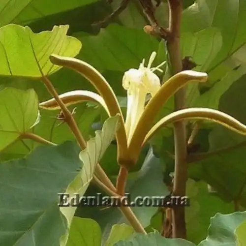 Изображение цветок