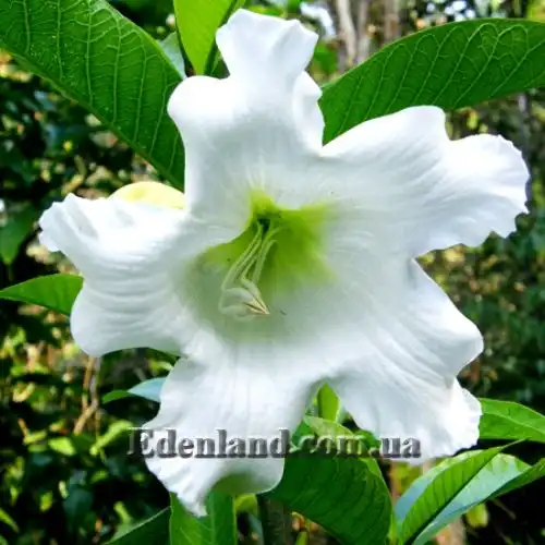 Изображение цветок