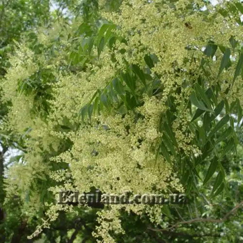 Изображение Сапиндус мыльный - Sapindus saponaria