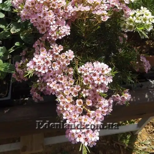 Изображение Хамелауциум крючковатый - Chamelaucium uncinatum