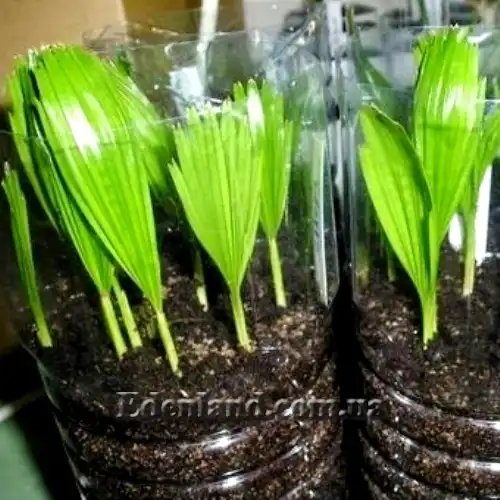 Изображение сеянцы