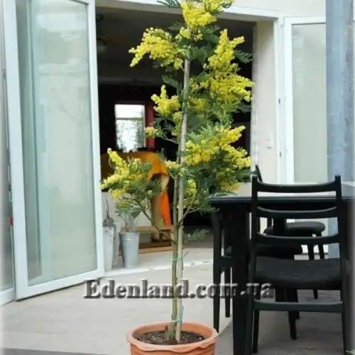 Изображение Акация беловатая (серебристая) - Acacia dealbata