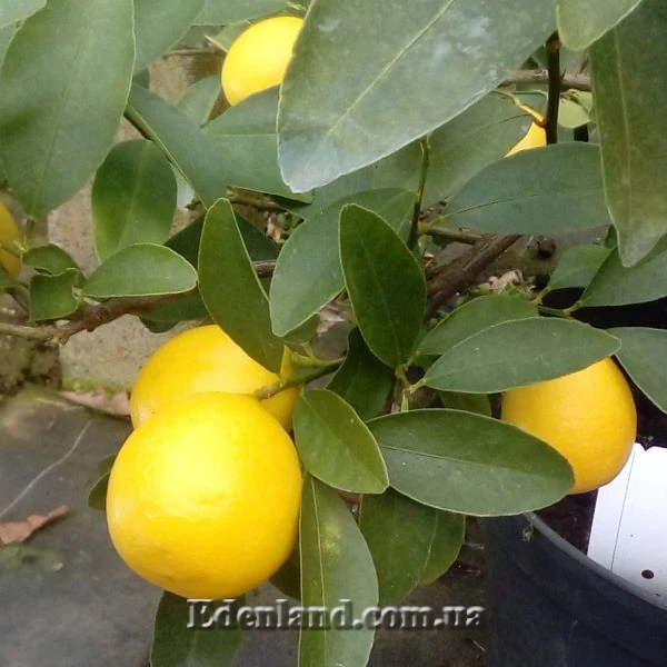 Лаймкват Лейкленд - Limequat Lakeland