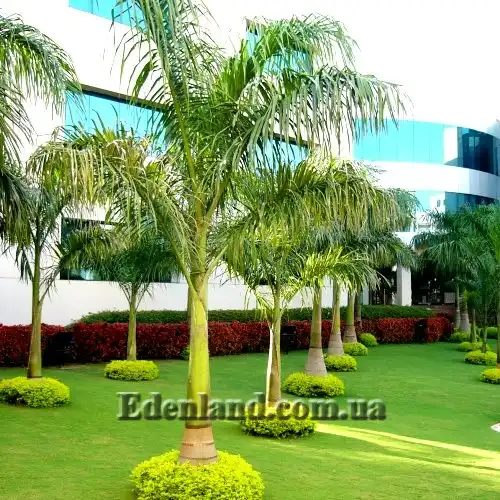 Изображение общий вид