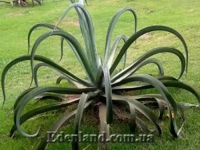 Новогоднее поступление семян! Декабрь 2021!