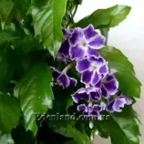 Изображение Дуранта ползучая - Duranta repens