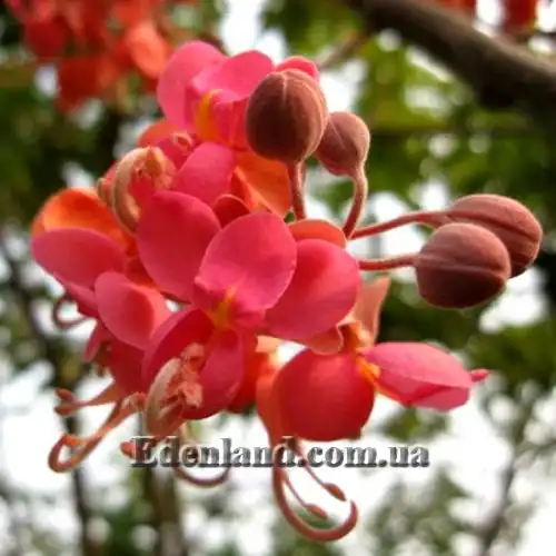 Изображение Кассия Ренигера - Cassia Renigera