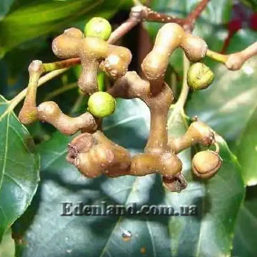 Конфетное дерево фото Конфетное дерево фото