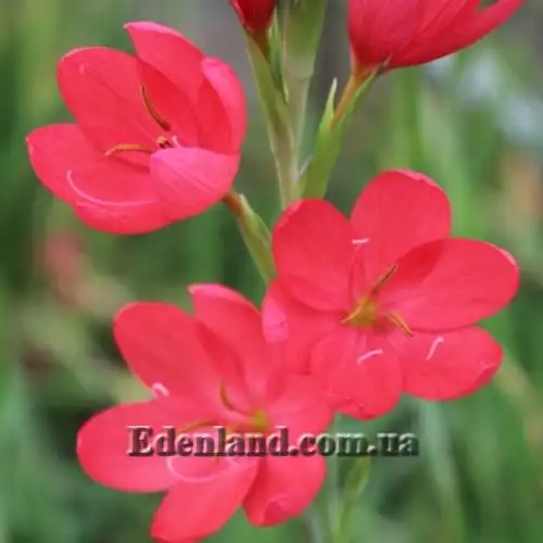 Изображение Схизостилис шарлаховый - Schizostylis coccinea