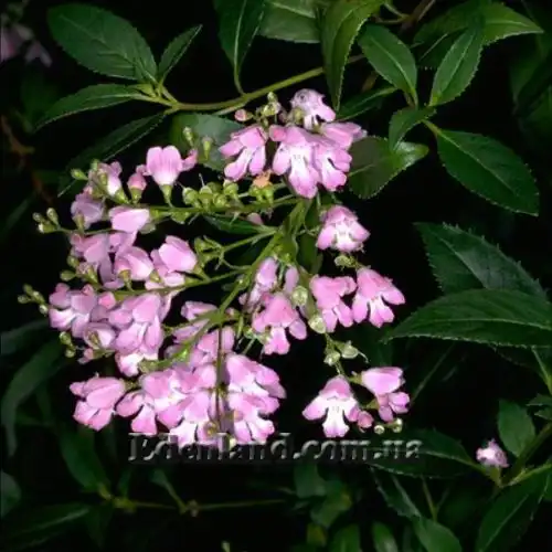 Зображення Простантера косматоквіткова - Prostanthera lasianthos