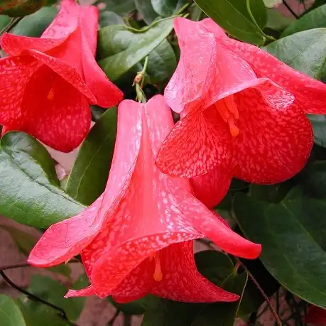Изображение Лапажерия розовая  - Lapageria rosea