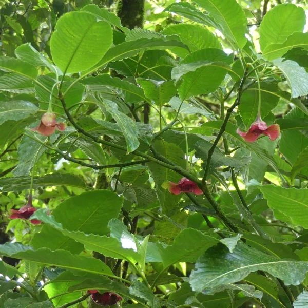 Зображення Палікурея Корреа - Palicourea correae  