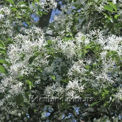 Изображение Хионантус притупленный  - Chionanthus retusus 