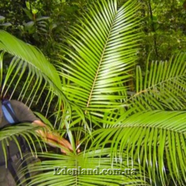 Зображення Геонома Муреана  - Geonoma mooreana