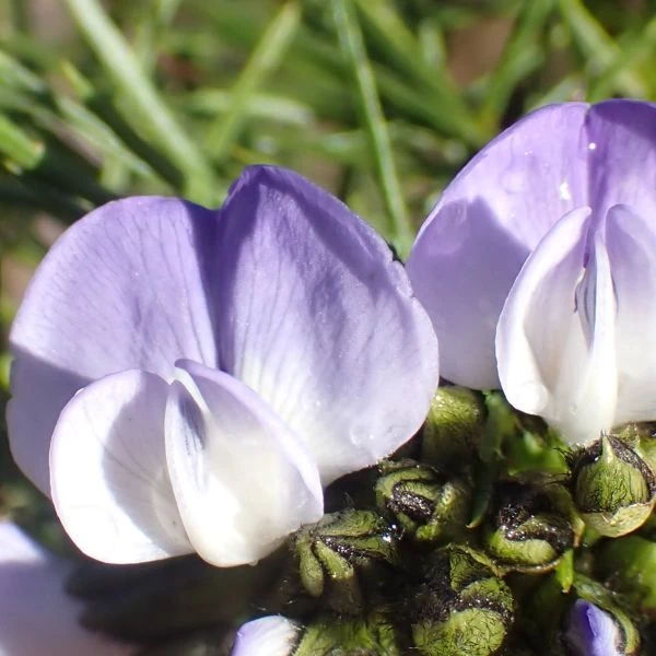 Зображення Псоралея деревовидна - Psoralea arborea