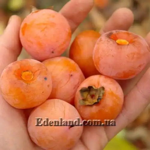 Изображение Хурма виргинская - Diospyros virginiana