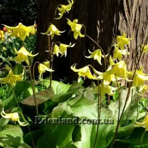 Зображення Еритроніум загорнутий Пагода - Erythronium revolutum Pagoda