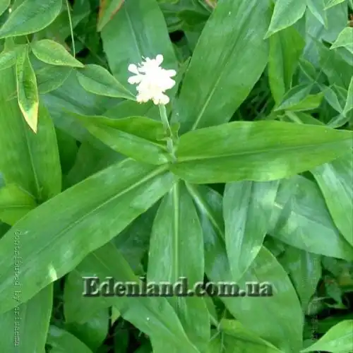 Зображення Полія Хасскарла - Pollia hasskarlii 