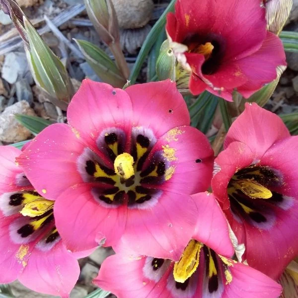 Зображення Ромулея однобратна - Romulea monadelpha  