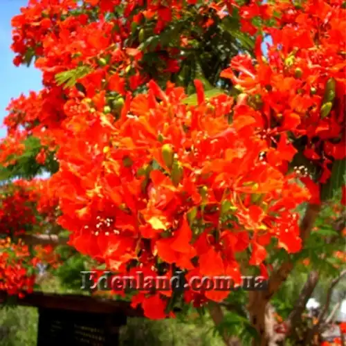 Изображение цветение