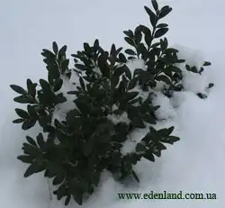 Самшит - Буксус