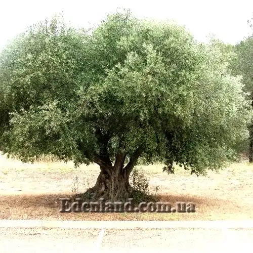 Изображение взрослое дерево