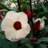 Изображение Гибискус сабдариффа - Hibiscus sabdariffa