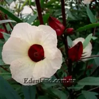 Зображення Гібіскус сабдариффа