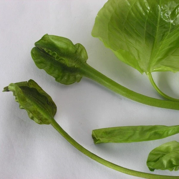 Зображення Оттелія частухоподібна - Ottelia alismoides 