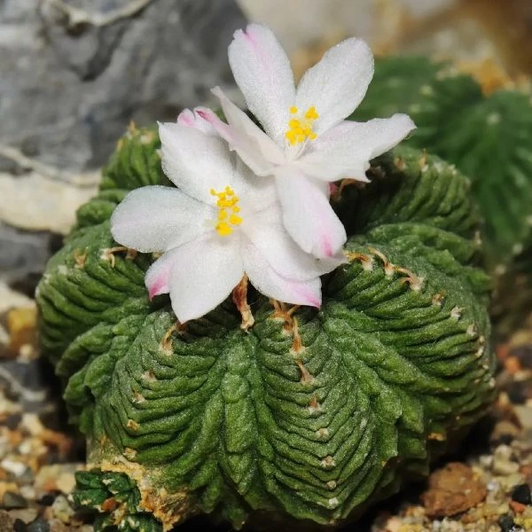 Изображение Ацтекиум Риттера  - Aztekium ritteri 