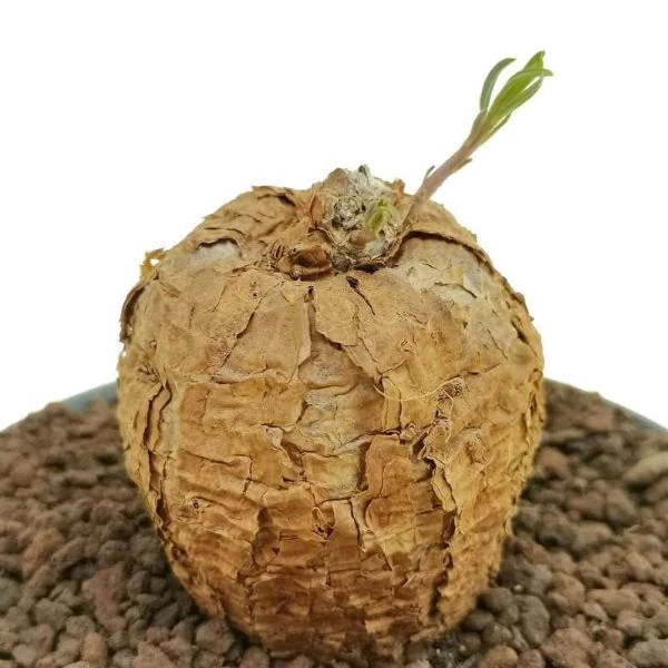 Зображення Талінум кафрський - Talinum caffrum  