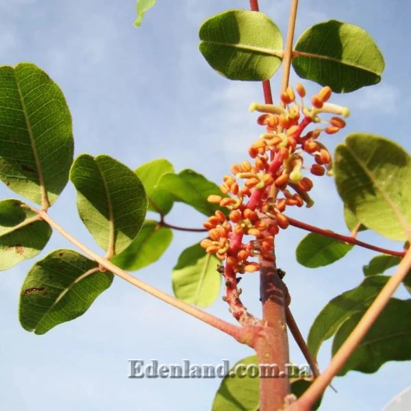 Зображення двостатеве суцвіття